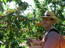 Jeff Varley Picking Fruit